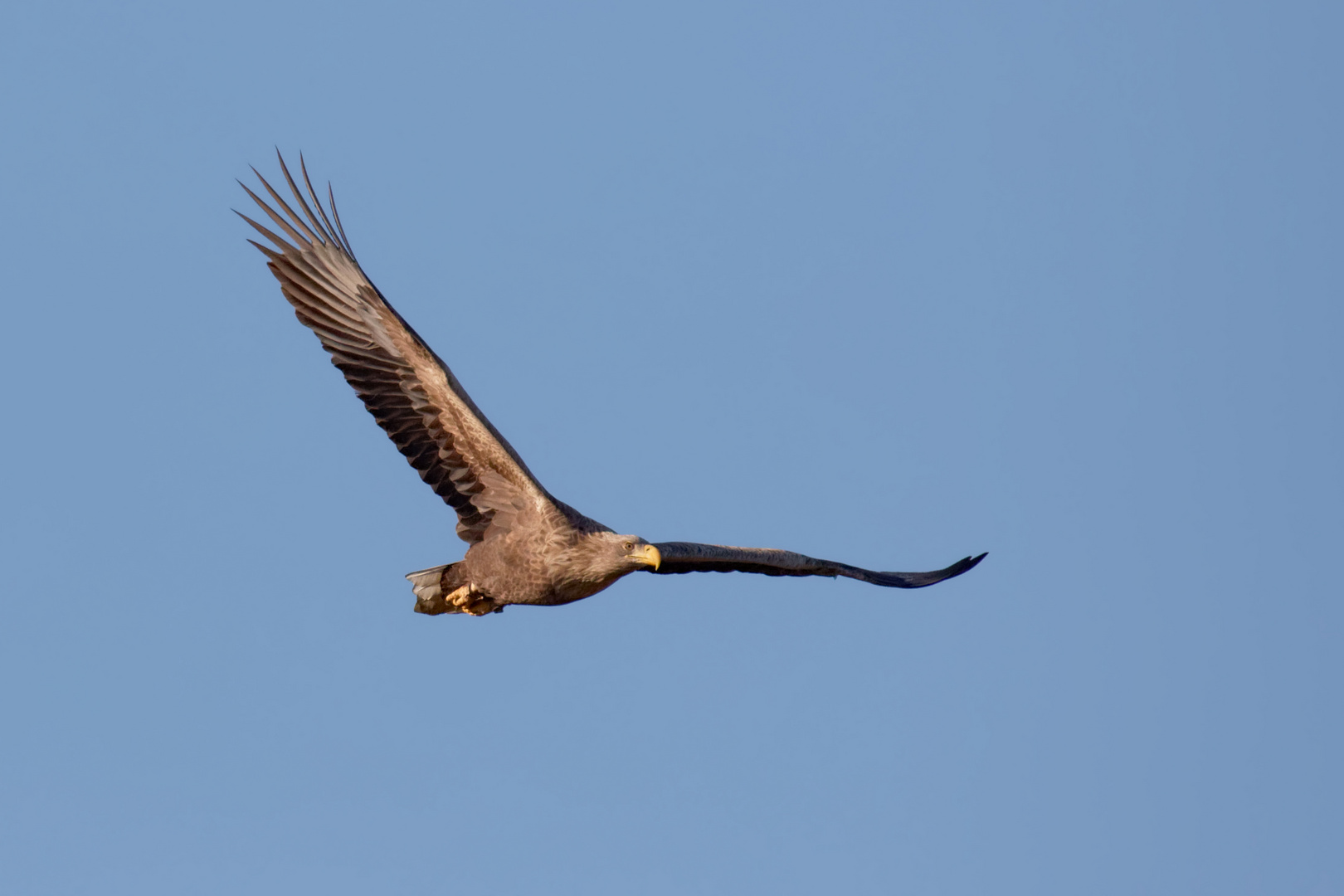 Seeadler im Flug " Herr(in)  der Ringe" (Haliaeetus albicilla)