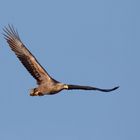 Seeadler im Flug " Herr(in)  der Ringe" (Haliaeetus albicilla)