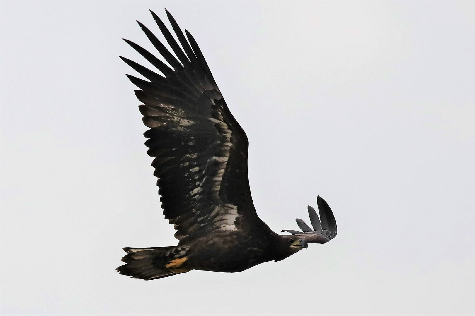 Seeadler im Flug - Jungadler