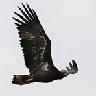 Seeadler im Flug - Jungadler