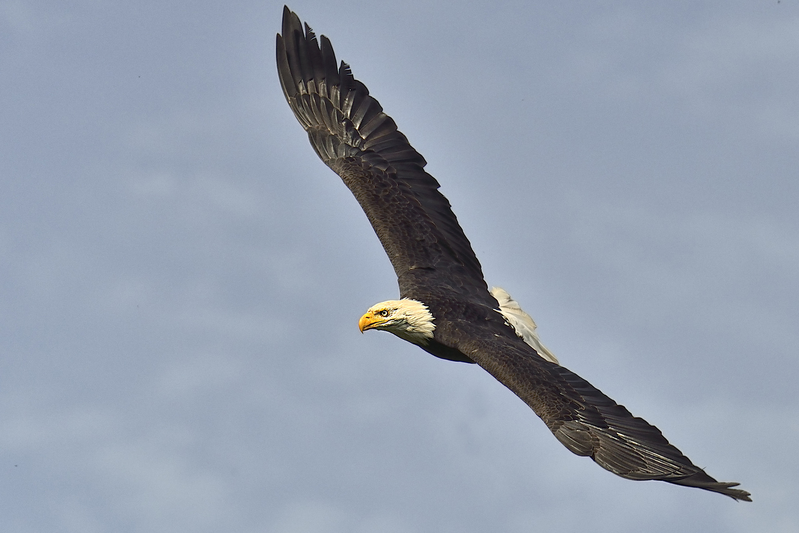 Seeadler im Flug Tierpark Poing