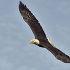 Seeadler im Flug Tierpark Poing