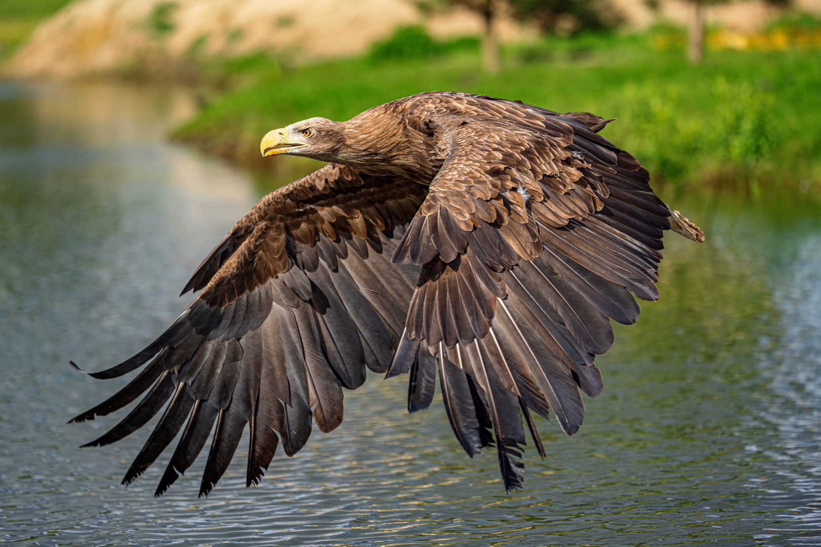 Seeadler im Flug / White-tailed eagle