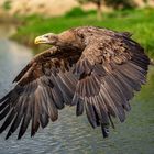 Seeadler im Flug / White-tailed eagle