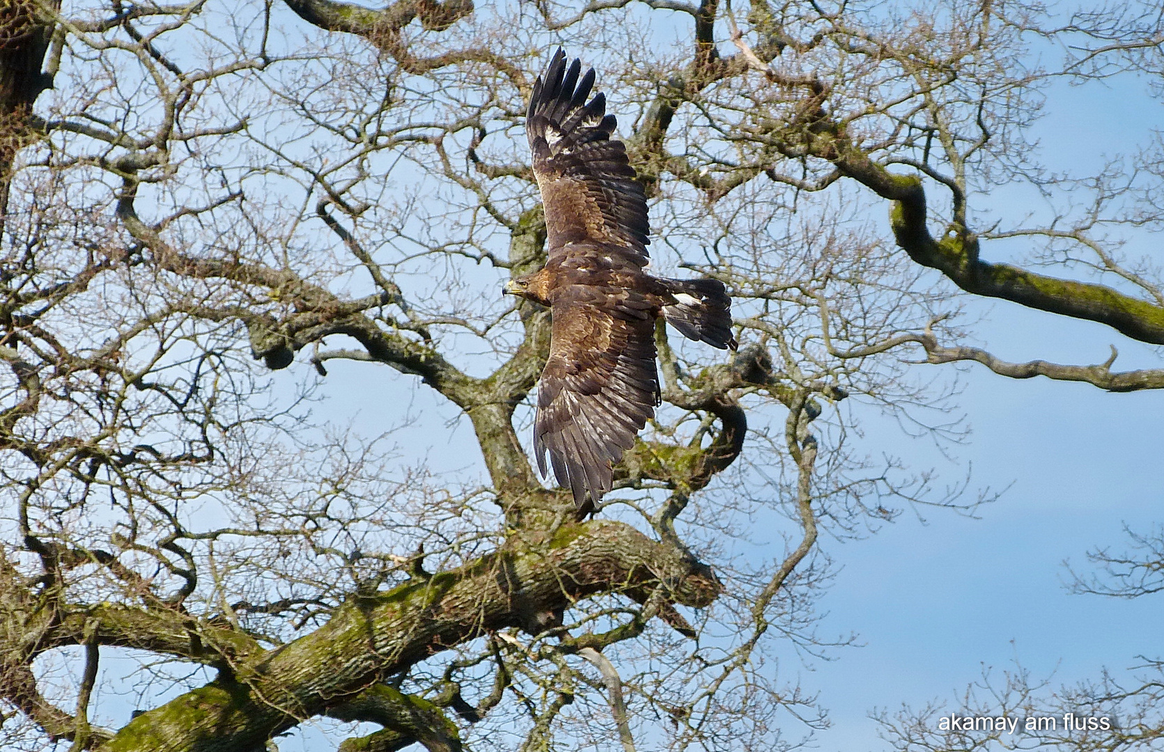 Seeadler im Fluge