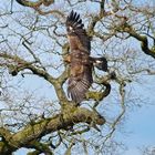 Seeadler im Fluge