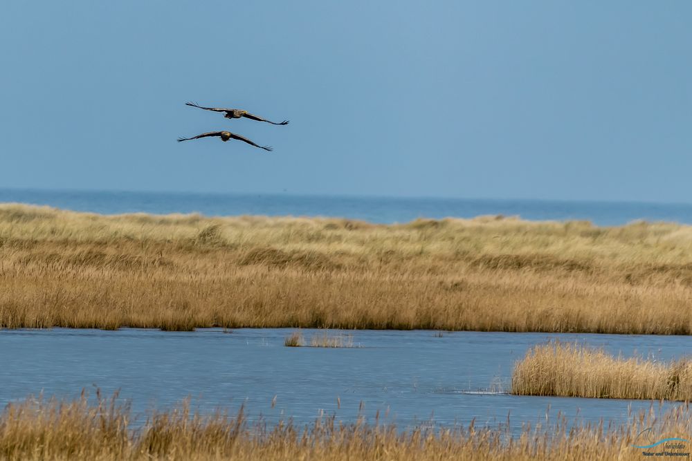 Seeadler im Formationsflug 