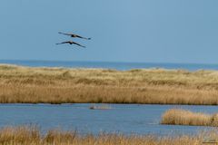 Seeadler im Formationsflug 