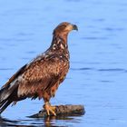 Seeadler im frühen Morgenlicht.