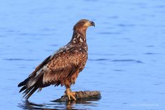 Seeadler im frühen Morgenlicht.