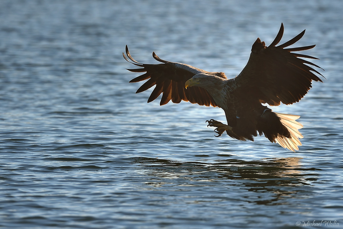 Seeadler im Gegenlicht