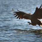 Seeadler im Gegenlicht