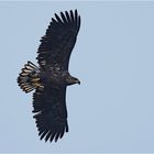 Seeadler im Gegenlicht