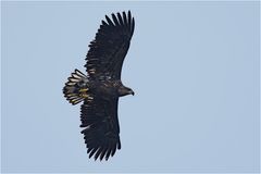 Seeadler im Gegenlicht