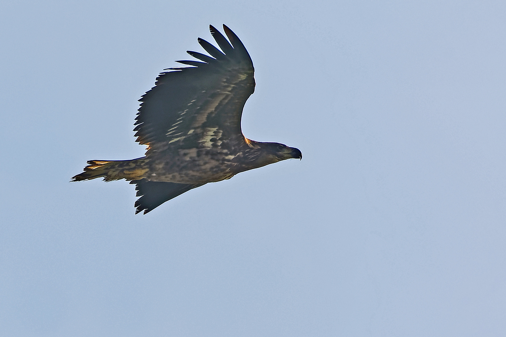 Seeadler im Gegenlicht