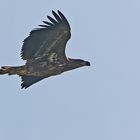 Seeadler im Gegenlicht