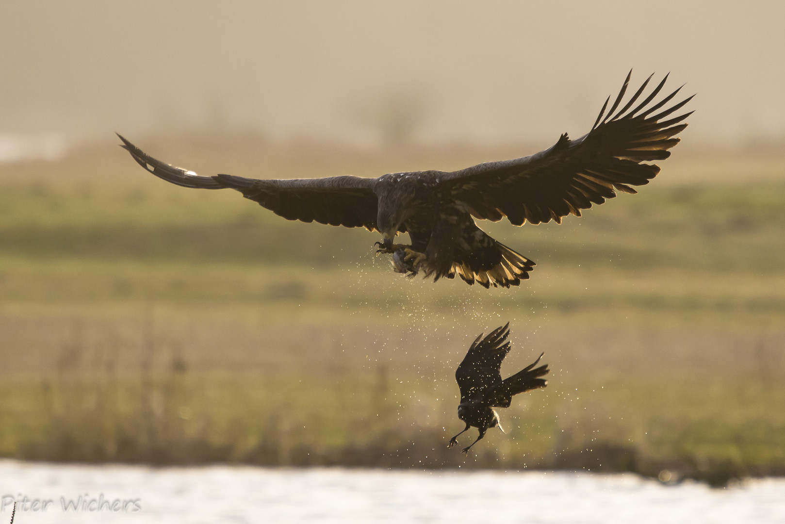 Seeadler im Gegenlicht