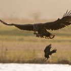 Seeadler im Gegenlicht