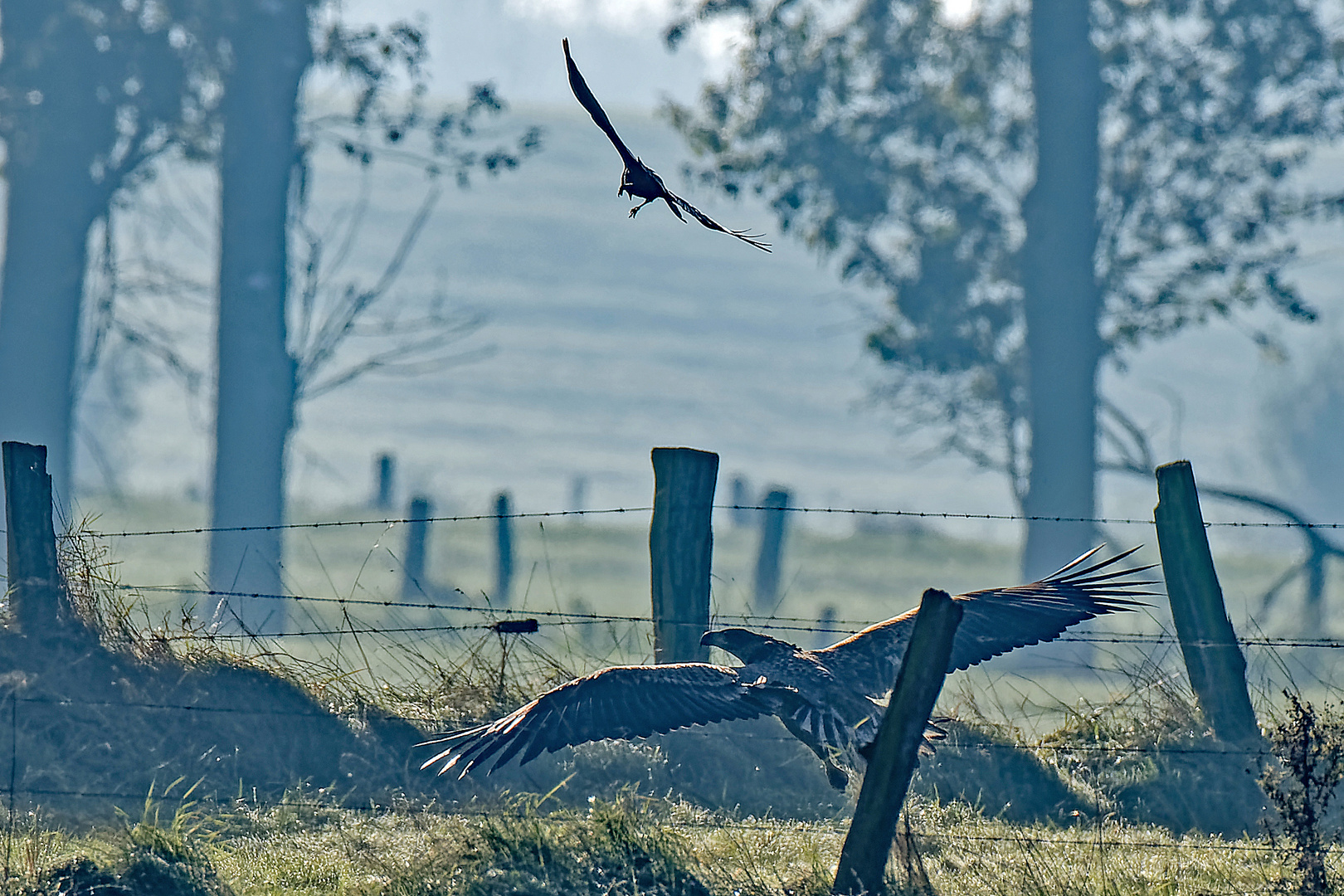 Seeadler im Gegenlicht