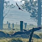 Seeadler im Gegenlicht