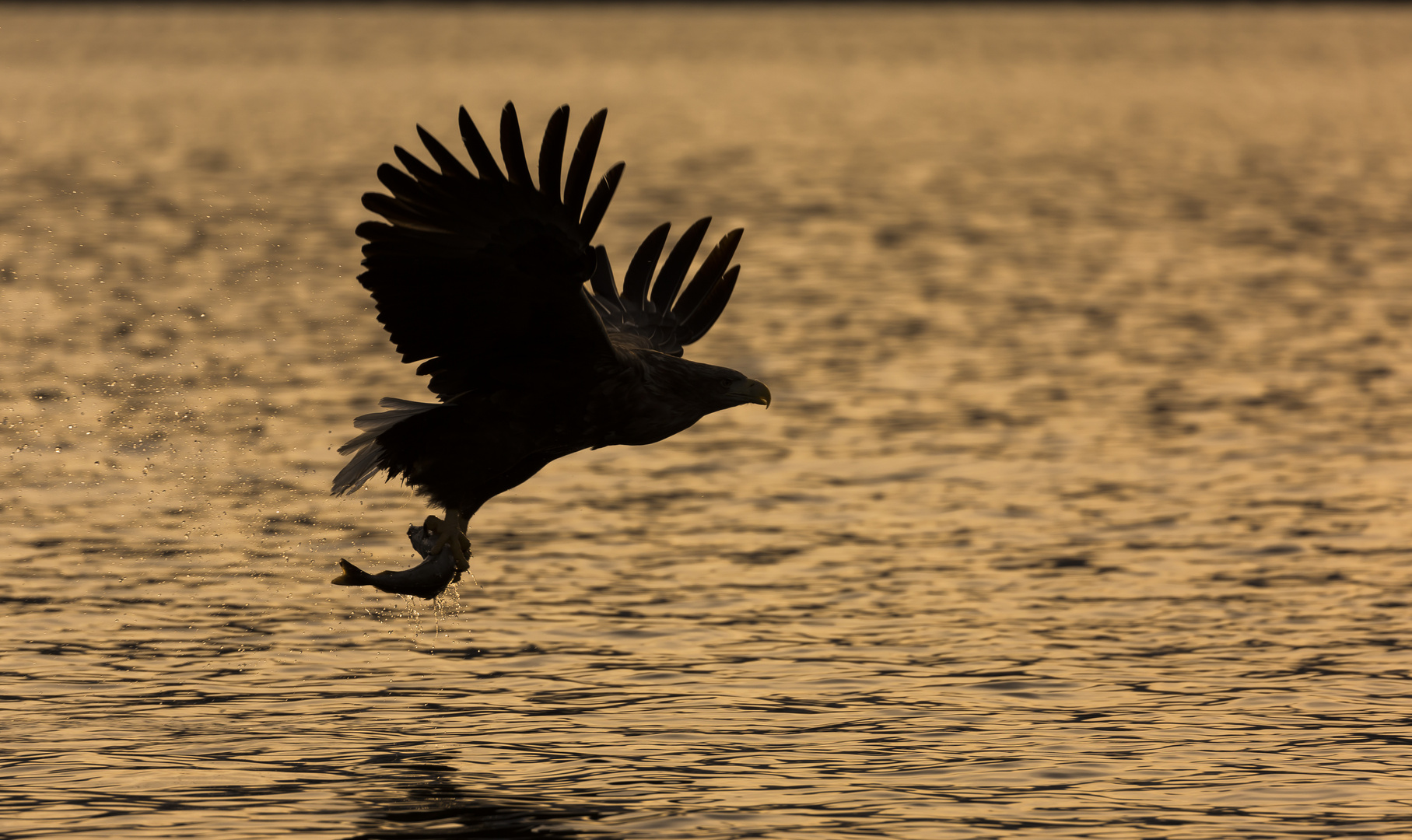 Seeadler im Gegenlicht vol.2