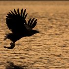 Seeadler im Gegenlicht vol.2