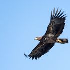 Seeadler im Gleitflug