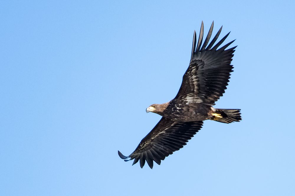 Seeadler im Gleitflug