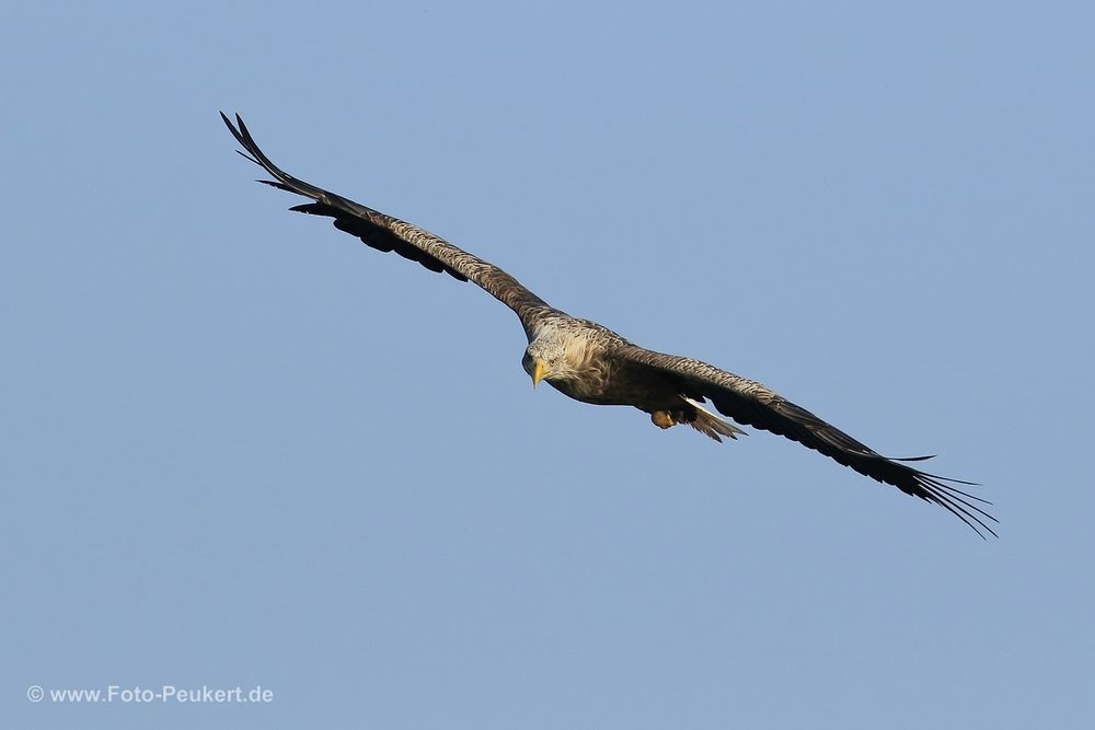 Seeadler im Gleitflug