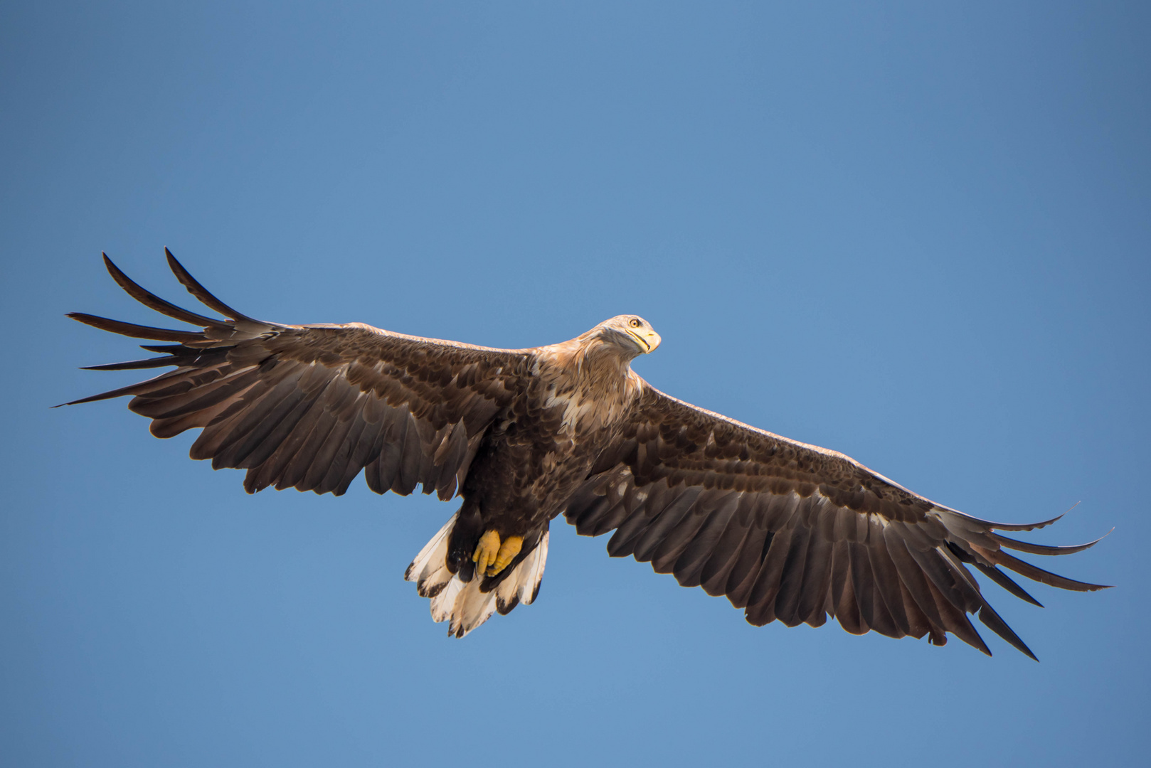 Seeadler im Gleitflug