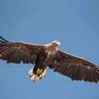 Seeadler im Gleitflug