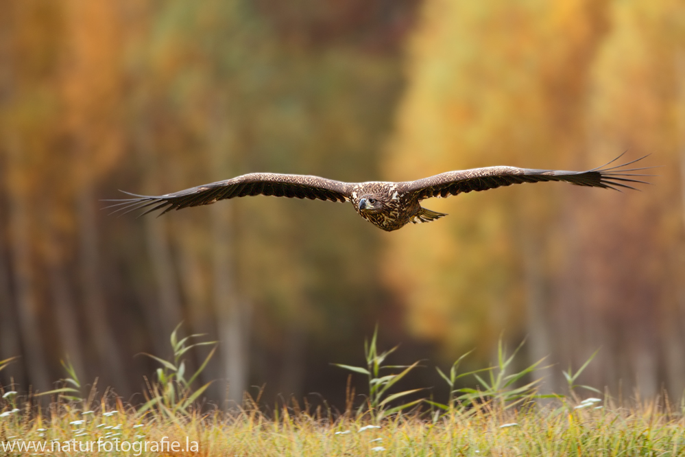 ~ Seeadler im Hebst ~