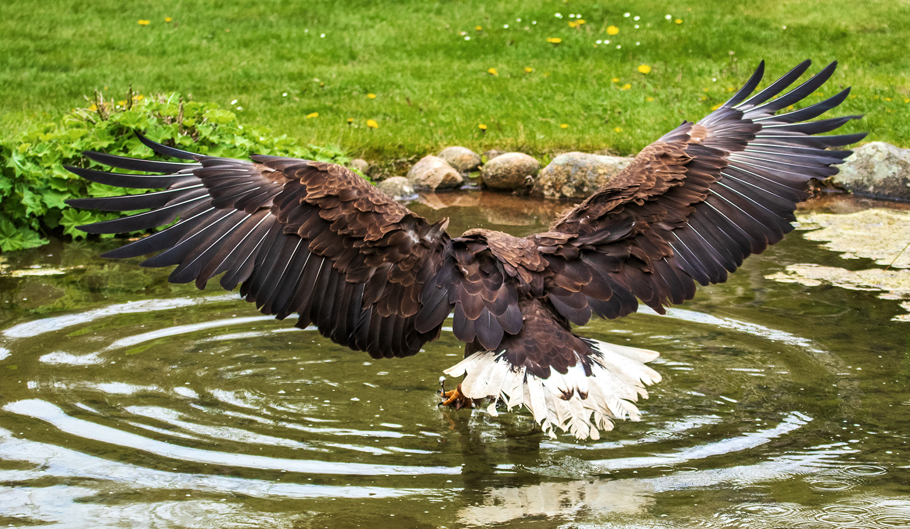 Seeadler im Heidepark Nindorf 001b 