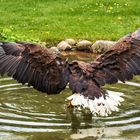 Seeadler im Heidepark Nindorf 001b 