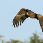 Seeadler im Herbst