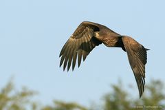 Seeadler im Herbst