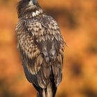 ~ Seeadler im Herbst 2012 ~