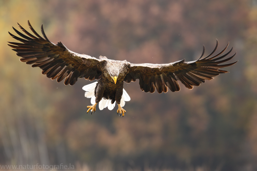 ~ Seeadler im Herbst 2013 ~