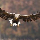 ~ Seeadler im Herbst 2013 ~