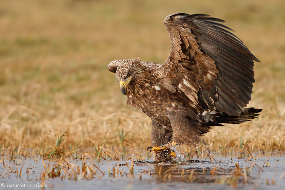 ~ Seeadler im Herbst ~