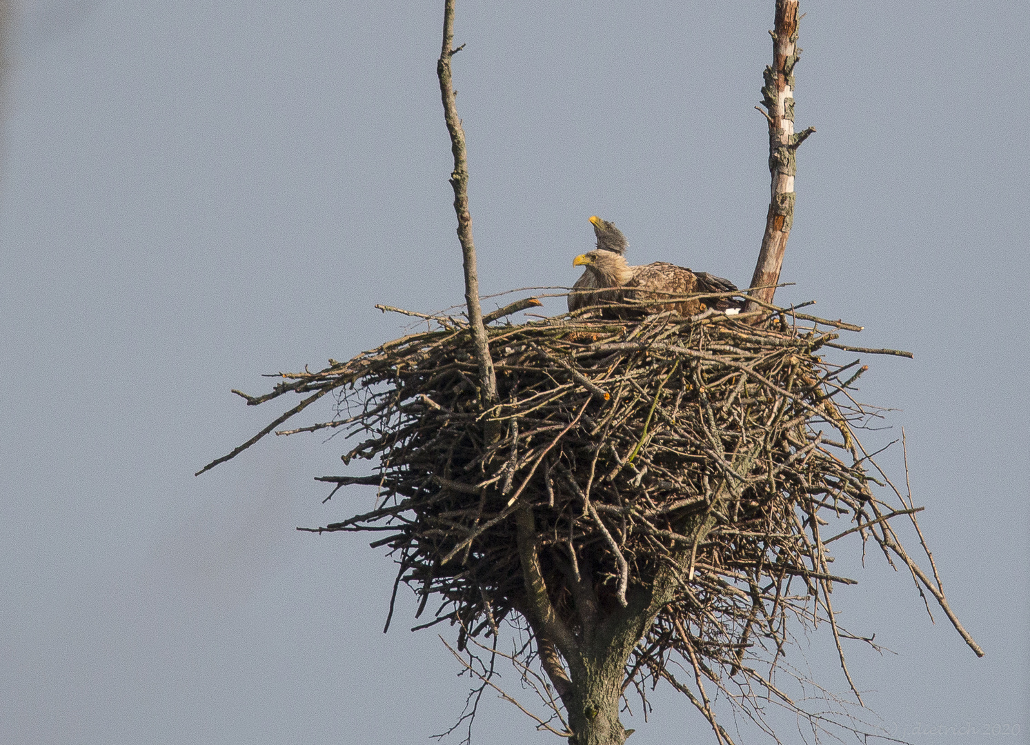 Seeadler  im Hotel Mama