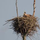 Seeadler  im Hotel Mama