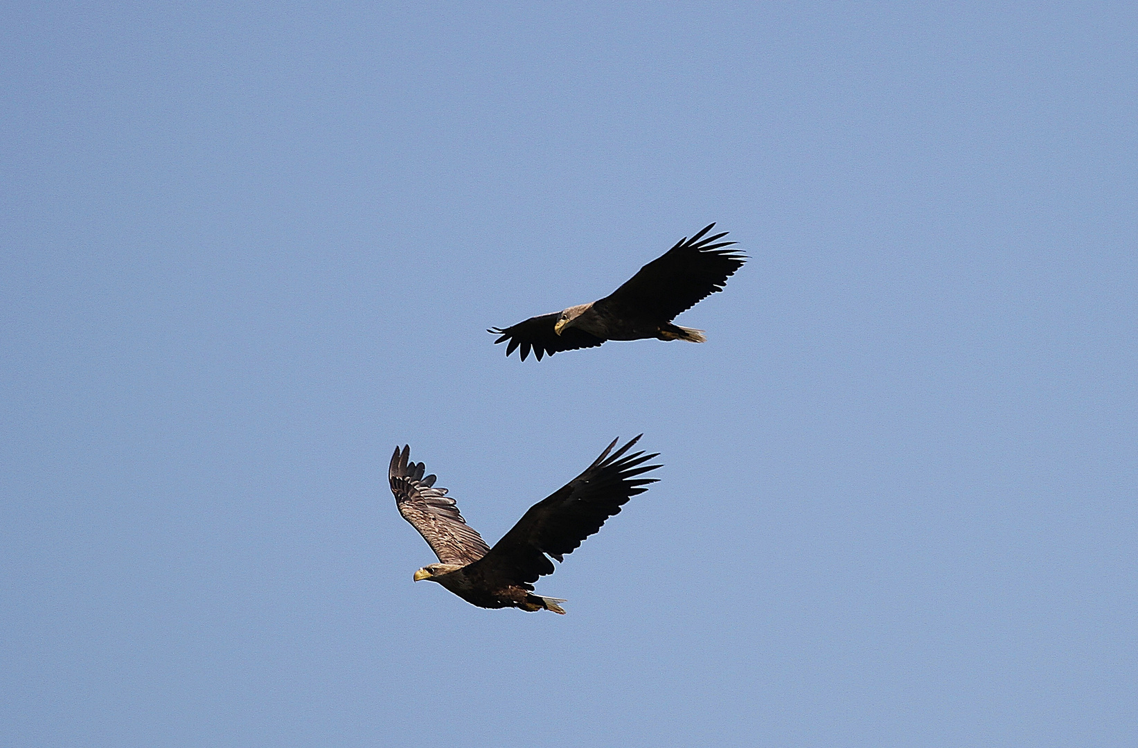 Seeadler im in Formationsflug in Wedel