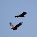 Seeadler im in Formationsflug in Wedel