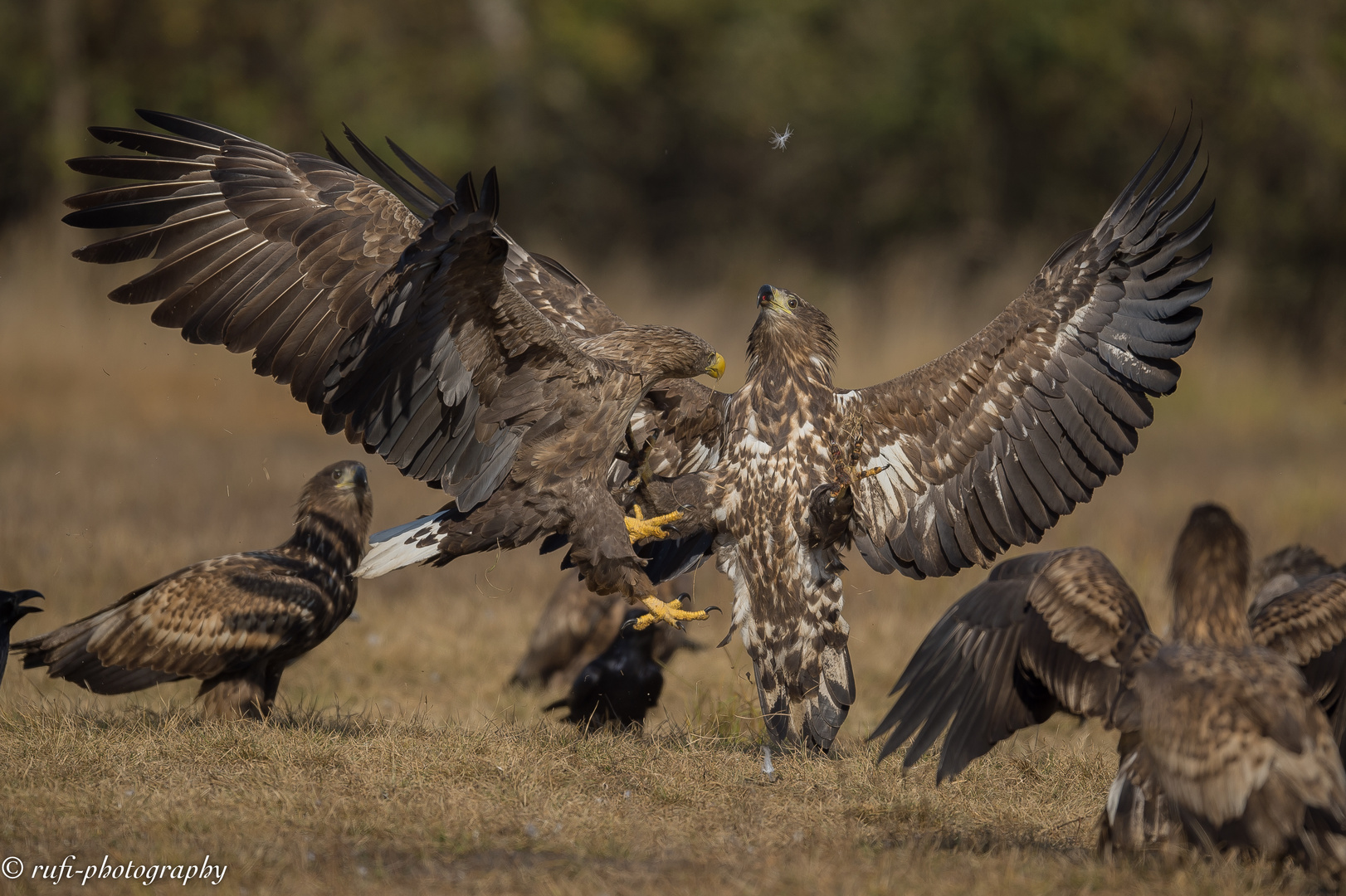 Seeadler im Infight III