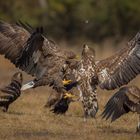 Seeadler im Infight III