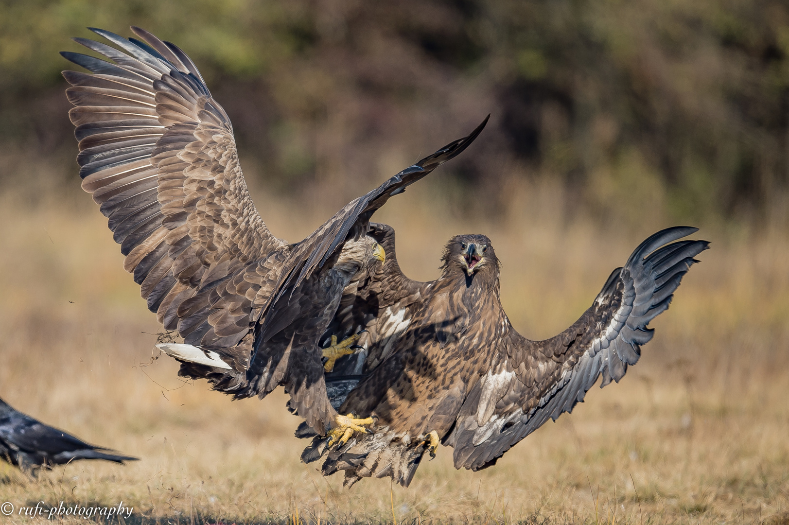 Seeadler im Infight IV