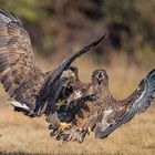 Seeadler im Infight IV