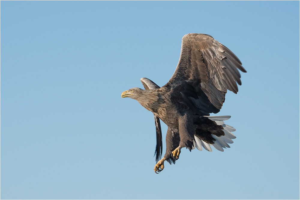 Seeadler im Jagdanflug