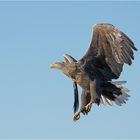 Seeadler im Jagdanflug